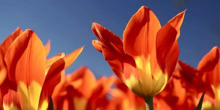 Sorties photo : Les champs de tulipes