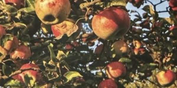 Cueillir des pommes 
