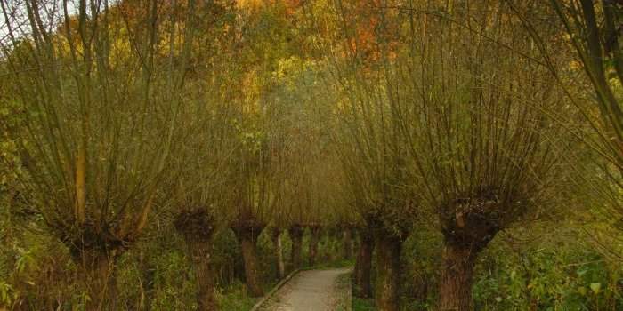 Sorties photo : Un lieu 4 saisons - Rothaüserbachtal l'automne