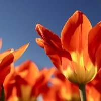 Sorties photo : Les champs de tulipes