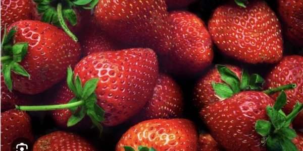 Cueillette des fraises / Erbeeren Selbstflücken